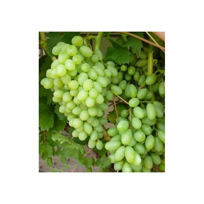 Centennial Seedless (senza semi)   -  SO4