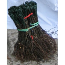 Centennial Seedless (sin semillas)   -  SO4