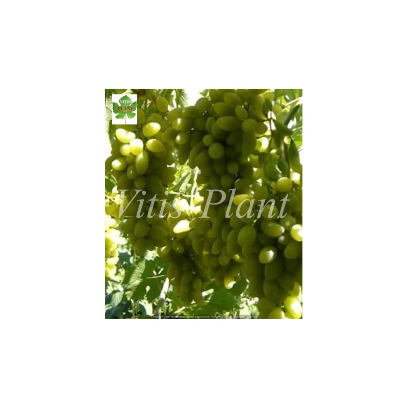 Green Finger Seedless Grape