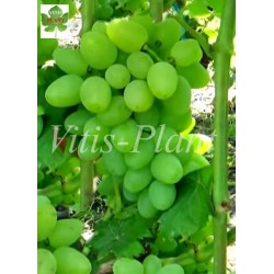 Madonna  /  Мадонна   -  SO4