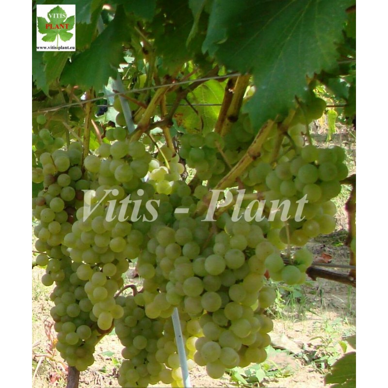 https://vitis-plant.eu/1462-large_default/fresno-seedless-fresno-c-32-68-so4.jpg