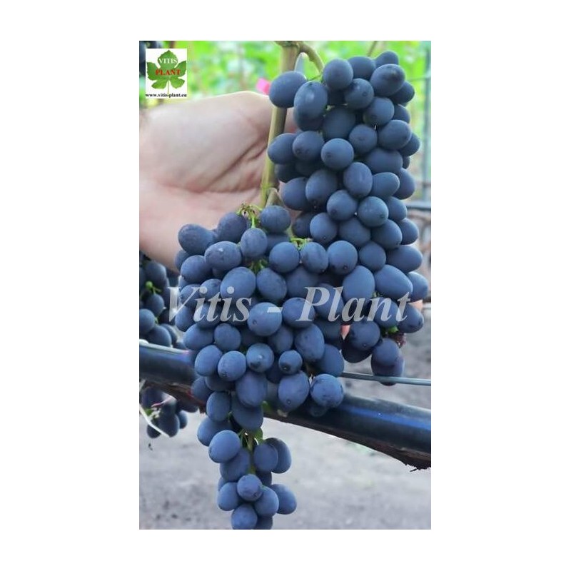 Palétuvier : L'arbre Des Mangroves Et Ses Caractéristiques