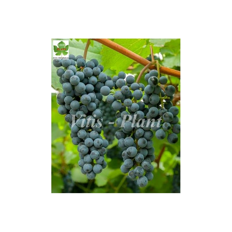 Amurski   / Амурский  - SO4