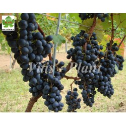 Amurski   / Амурский  - SO4