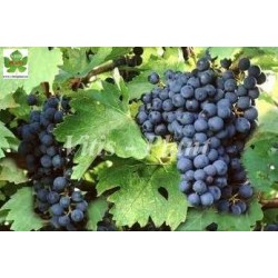 Amurski   / Амурский  - SO4