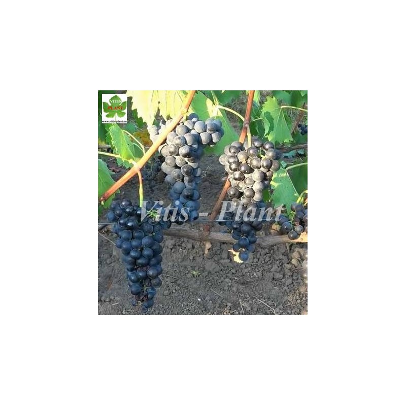 Almiński   / Альминский    - SO4