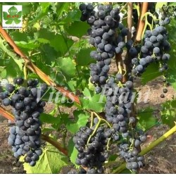 Almiński   / Альминский    - SO4