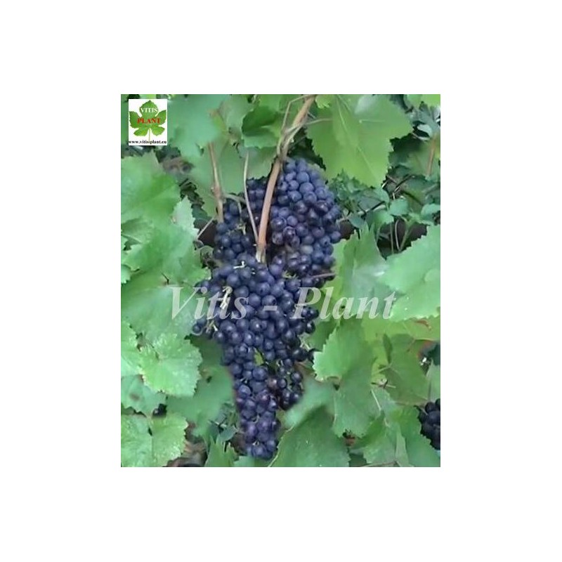 Krasień / Красень ,  Kiszmisz  Красень  - 5BB