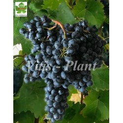 Krasień / Красень ,  Kiszmisz  Красень  - 5BB