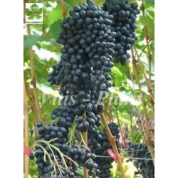 Krasień / Красень ,  Kiszmisz  Красень  - 5BB