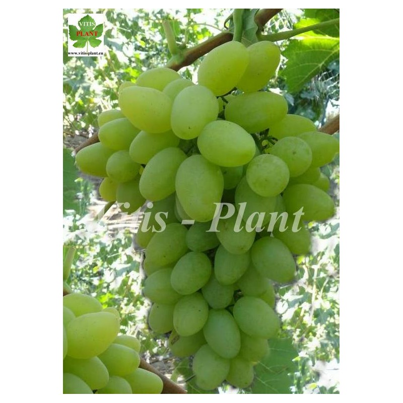 Boży Dar  /  Божий дар