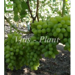 Boży Dar  /  Божий дар