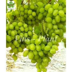 Boży Dar  /  Божий дар