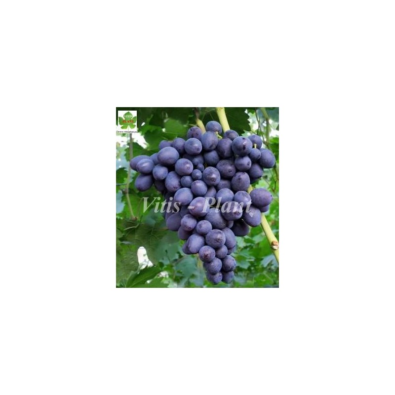 Bruno   / Бруно