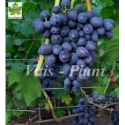 Bruno   / Бруно