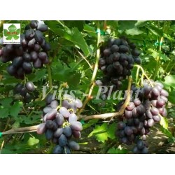 Bruno   / Бруно