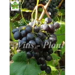 Bruno   / Бруно