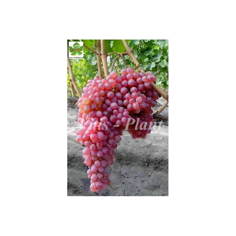 Mieczta (Nadzieżda)  / Мечта ( Надежда)