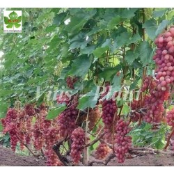 Mieczta (Nadzieżda)  / Мечта ( Надежда)