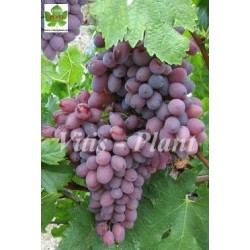 Herkules  / Геркулес