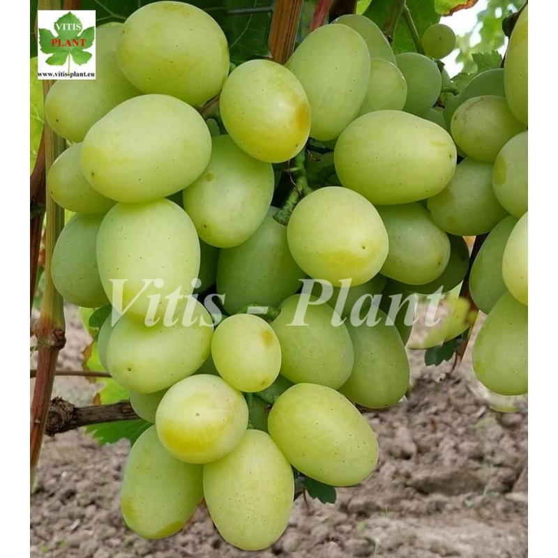 Daria  / Дарья мускат