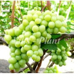 Daria  / Дарья мускат