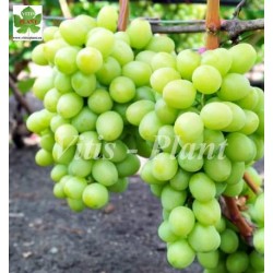 Daria  / Дарья мускат