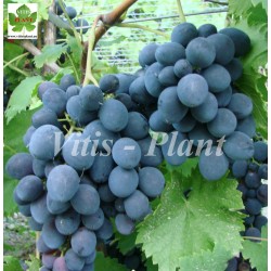 Dżafar Kara   / Джафар кара - SO4