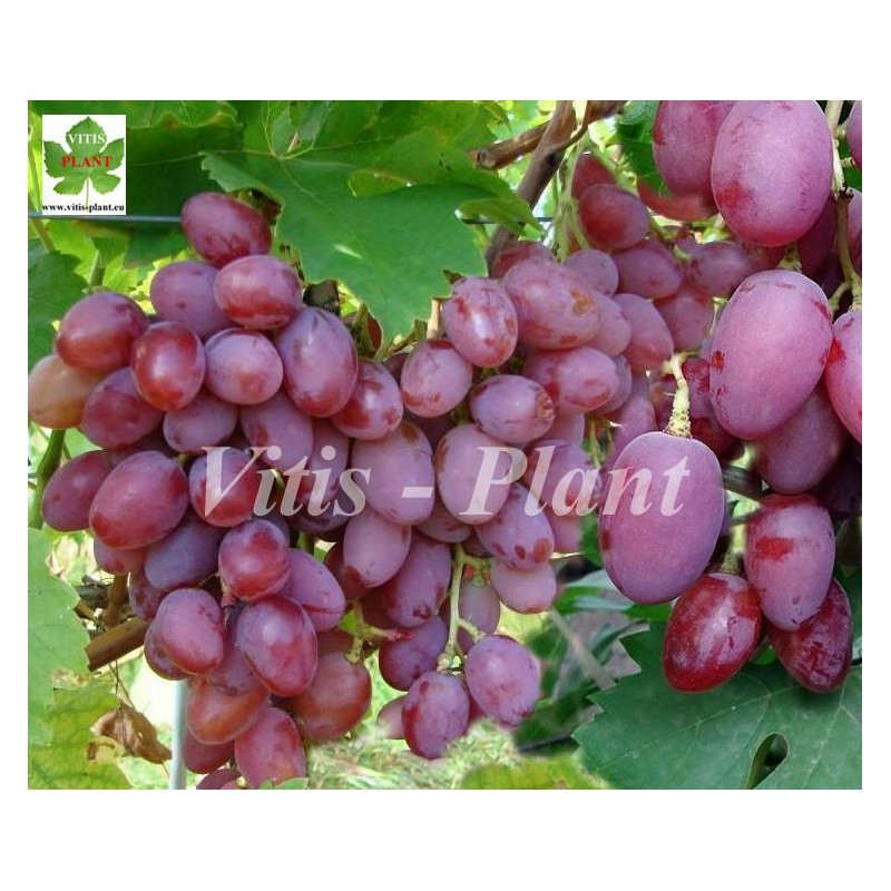 Nowyj Wostorg Krasnyj / Новый Восторг Красный