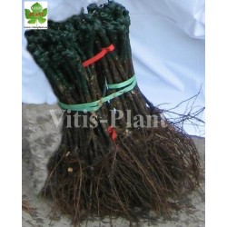 Nowyj Wostorg Krasnyj / Новый Восторг Красный