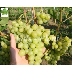 Arkadia Rannaja /  Аркадия Ранняя