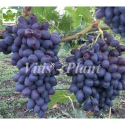 Tuz Bordo / Туз Бордо