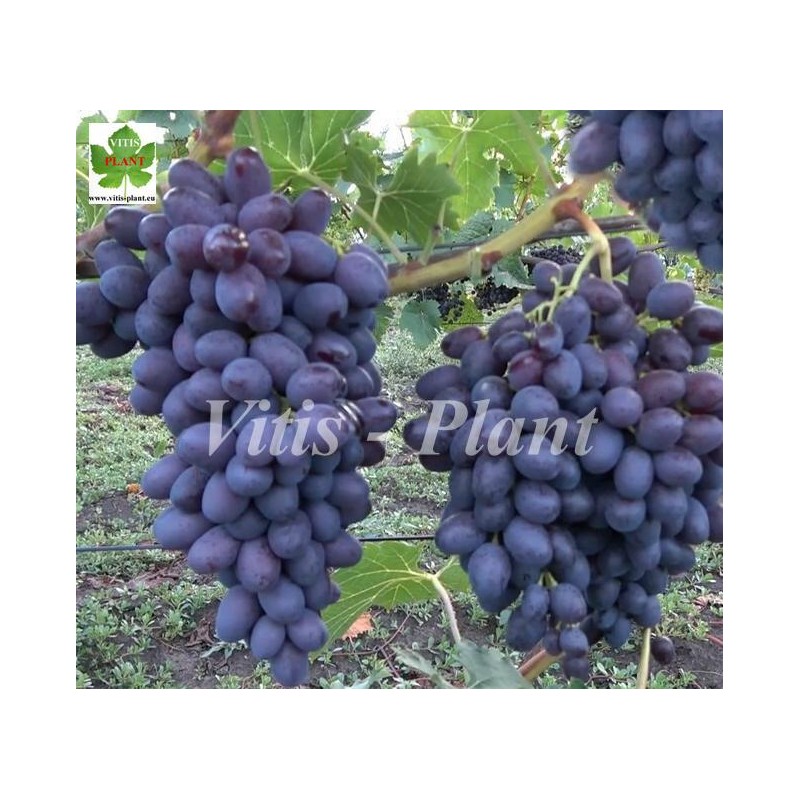 Tuz Bordo / Туз Бордо