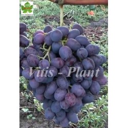 Tuz Bordo / Туз Бордо