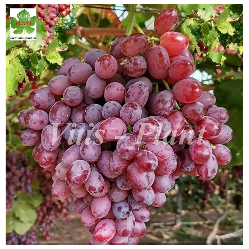 Kaneda  Beautiful Finger (金田美指)