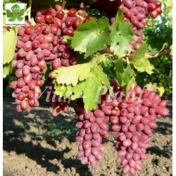 Kaneda  Beautiful Finger (金田美指)