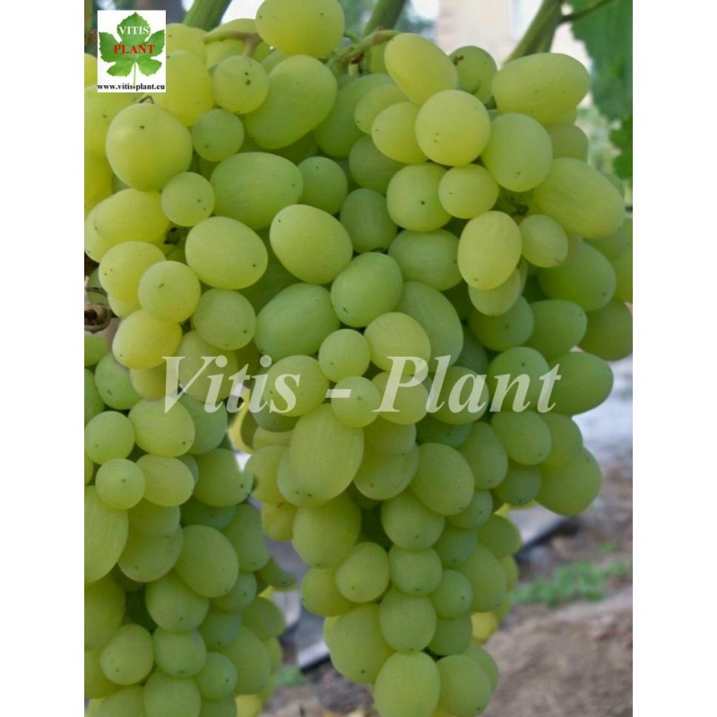 Nasłażdienije  / Hаслаждение  - SO4