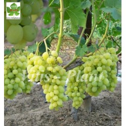 Nasłażdienije  / Hаслаждение  - SO4