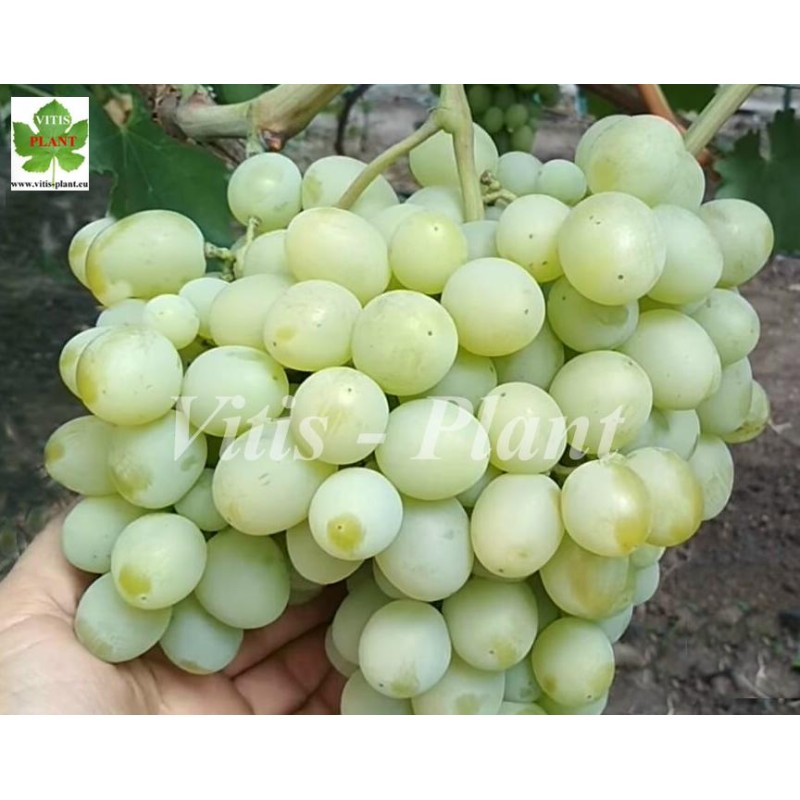 Emigrant /  Эмигрант   - SO4