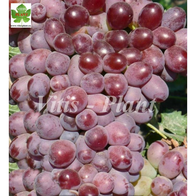 Modern / Модерн   - SO4