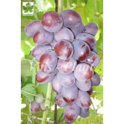 Modern / Модерн   - SO4