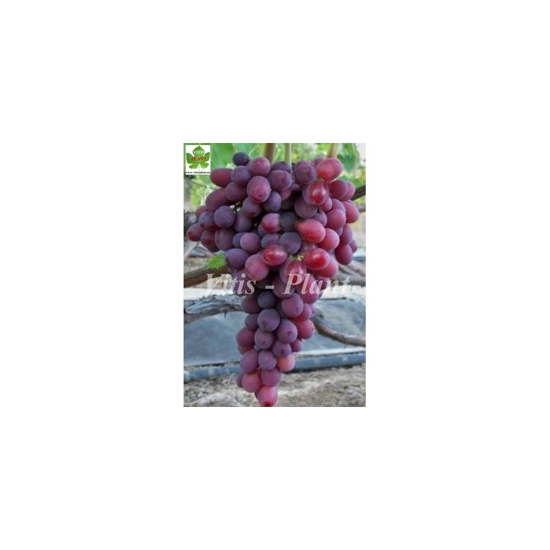 Pava /  Пава   - SO4