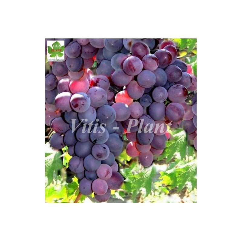 Hottabycz  / Хоттабыч   - SO4