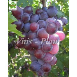 Hottabycz  / Хоттабыч   - SO4