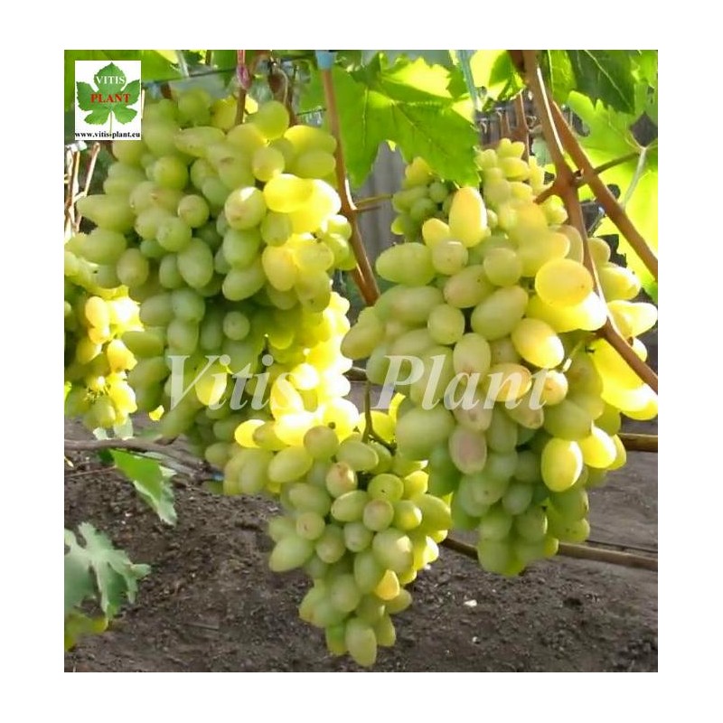 Pamiati Smolnikowa  / Памяти Смольникова  -SO4