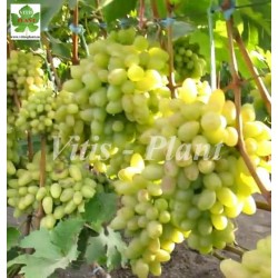 Pamiati Smolnikowa  / Памяти Смольникова  -SO4