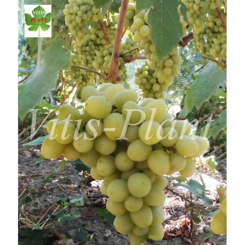 Marija   /  Мария   -  SO4