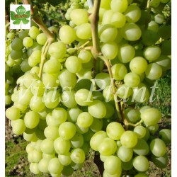 Marija   /  Мария   -  SO4