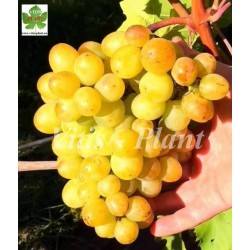 Marija   /  Мария   -  SO4