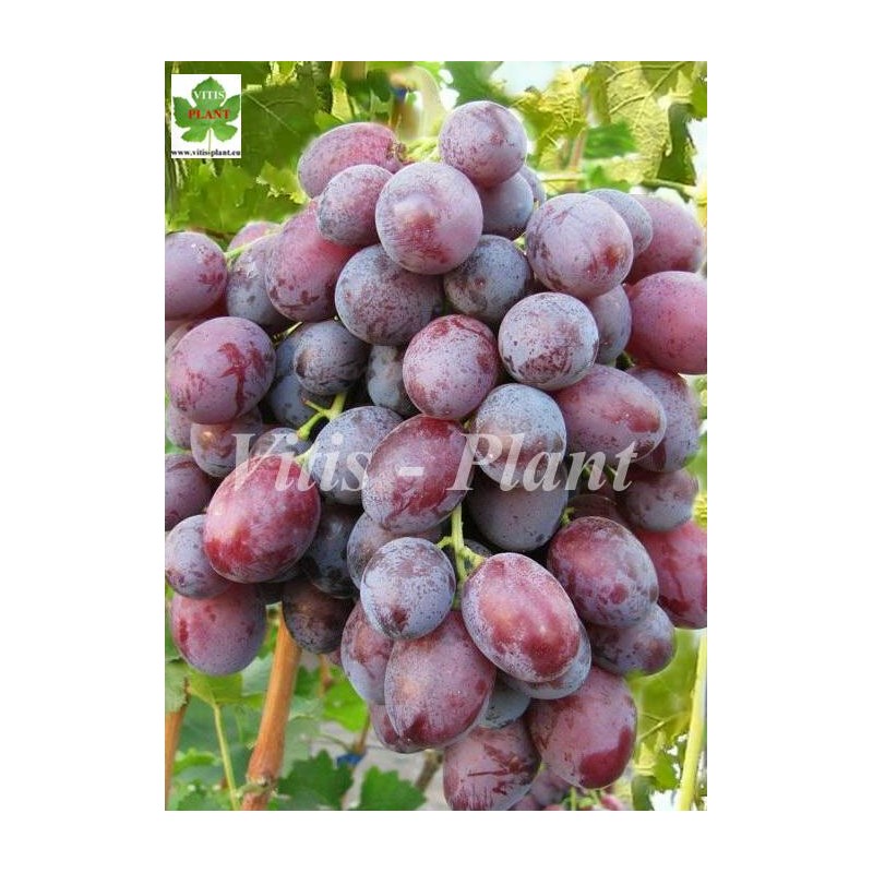 Lada T.   (Łada T.)  / Лада Т.   - SO4